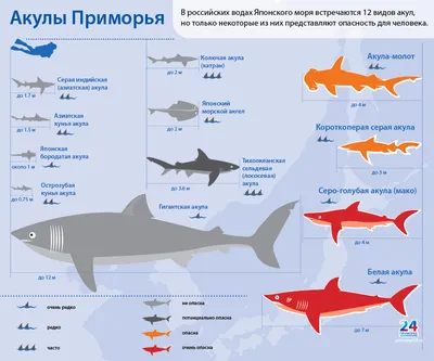 Фотка акулы в черном море: красота и сила природы