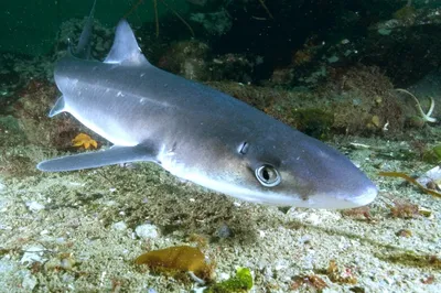 Фото акулы в черном море на рабочий стол: невероятный пейзаж подводного мира