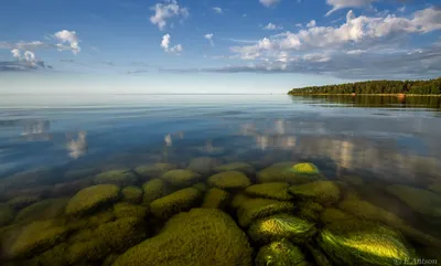 Экскурсия в мир морской фауны: фотографии животных у эстонского побережья