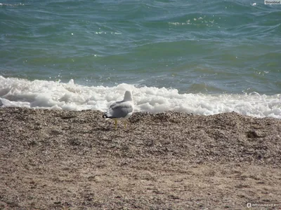 Отдых у самого красивого моря: Евпатория магнетического притяжения