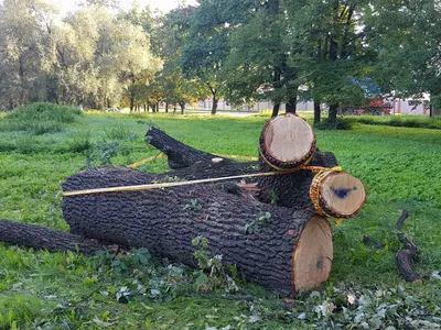 Арт-фото дерева на рабочий стол для оформления вашего мака.