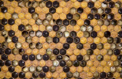 Фото Европейского гнильца пчел в формате JPG