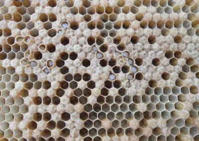 Фотографии Европейского гнильца пчелы, которые впечатляют