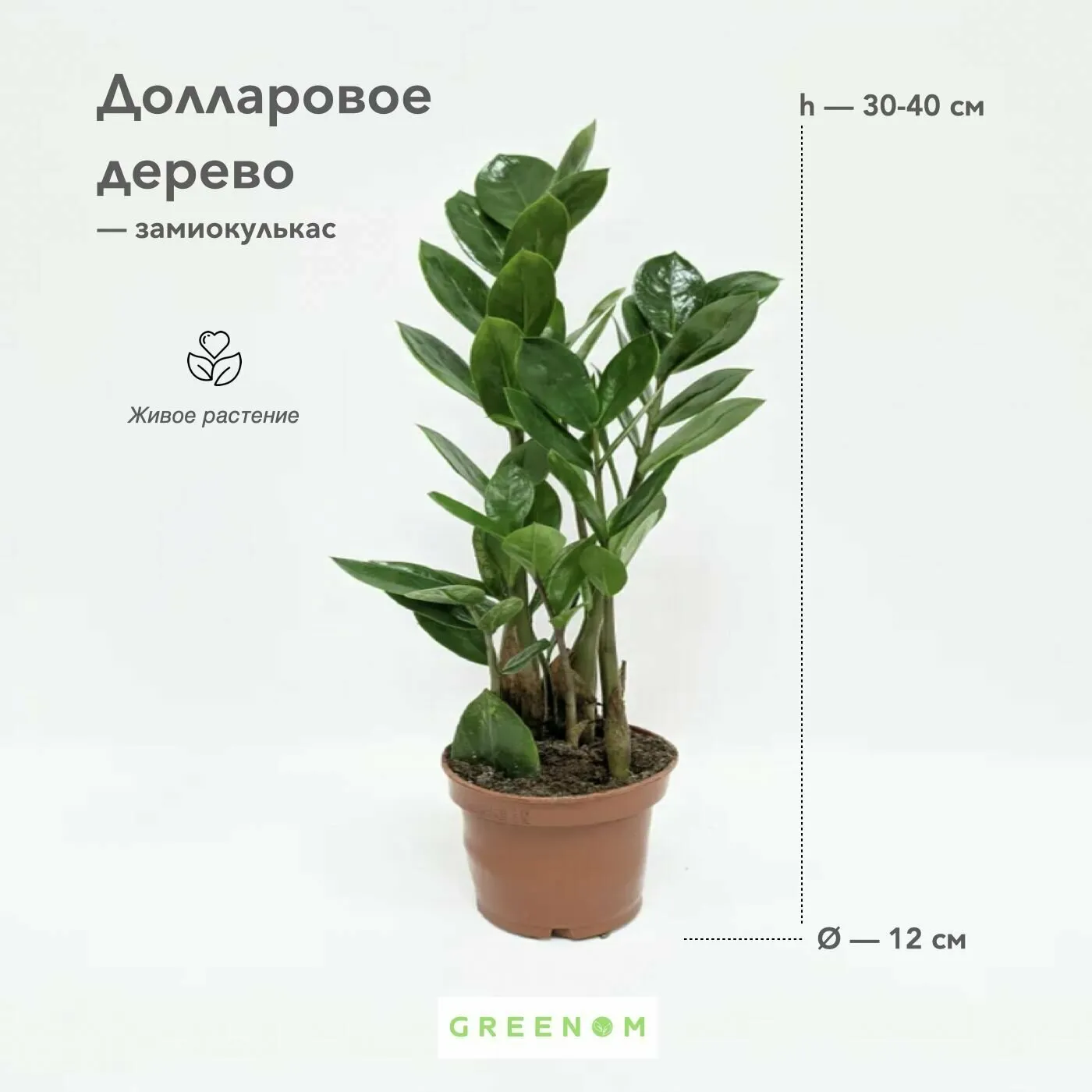 Greenom. Евровое дерево. Какой грунт нужен для еврового дерева.