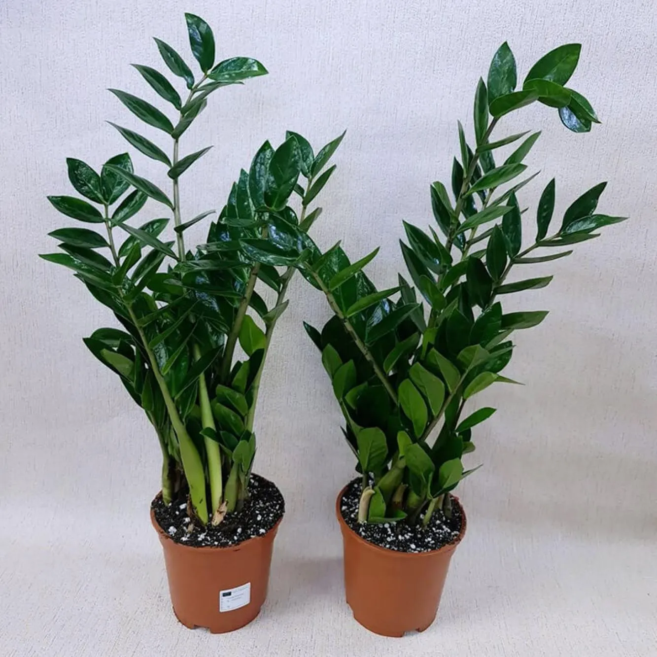 Zamioculcas Lucky Classic