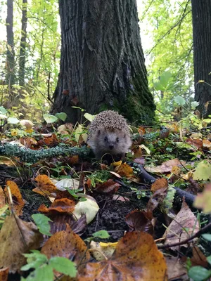 Бесплатные фото ежика в лесу, великолепное качество (JPG)