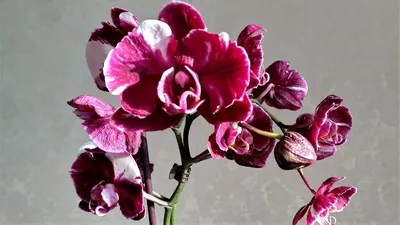 Фотка розы Фаленопсис каменная роза в формате png