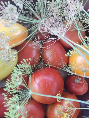 Зимнее угощение: Фаршированные помидоры для загрузки