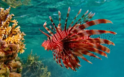 Фотографии удивительного подводного мира Красного моря