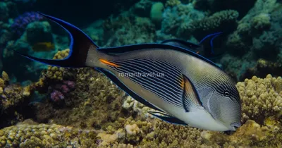 Потрясающие фотографии: красное море в хорошем качестве