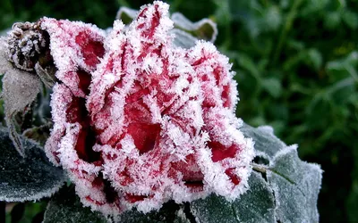 Фотка фиалки ледяной розы на фоне снега