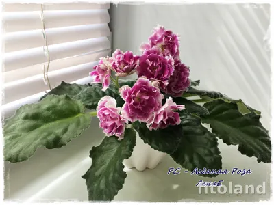 Фотка розы в стиле Фиалка ледяной розы в формате png