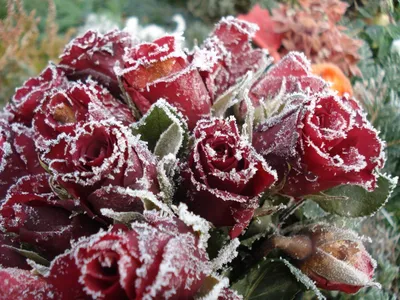 Фиалка ледяной розы в формате webp с эффектом заморозки