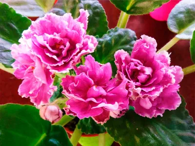Фотка фиалки ледяной розы в категории розы с эффектом заморозки