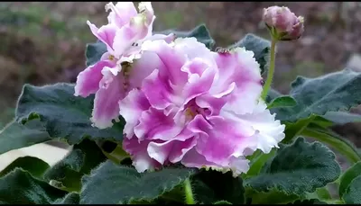 Фиалка ледяной розы в формате webp с эффектом заморозки на белом фоне