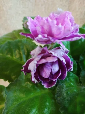 Фото фиалки ледяной розы в высоком разрешении webp
