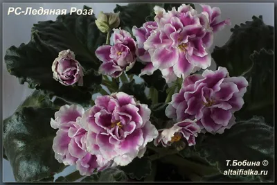 Фотография фиалки ледяной розы в формате jpg