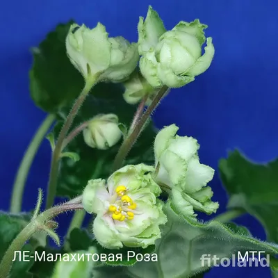 Изображение Фиалка малахитовая роза: Пленительный цветочный мир
