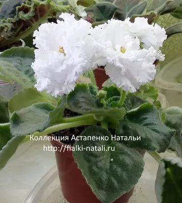 Фотография Фиалка малахитовая роза: Волшебство цветов