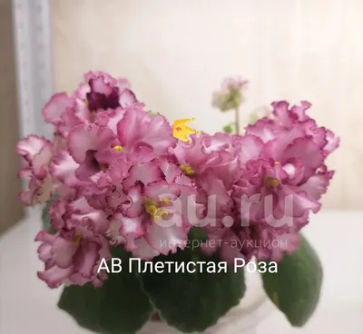 [44+] Фиалка плетистая роза фото
