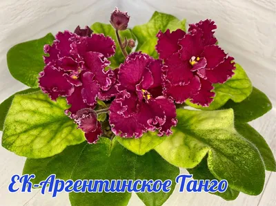 Картинка прекрасной Фиалки плетистой розы в png для выбора размера и формата файла