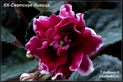 Фотография Фиалки шанхайской розы с использованием эффекта зеркала