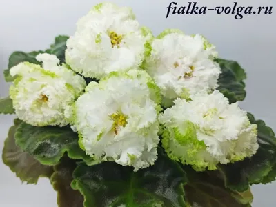 Фото розы Фиалка зеленая в формате png: выбирайте размер