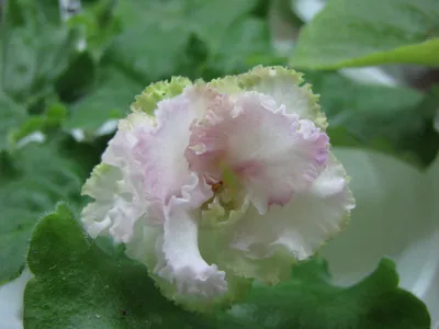 Роза Фиалка зеленая в популярном формате png