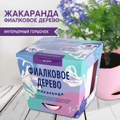 Зачаровывающие цветы Фиалкового дерева на фото