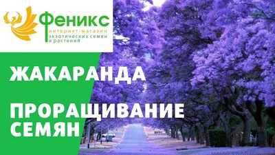 Фиалковое дерево: экзотика в объективе