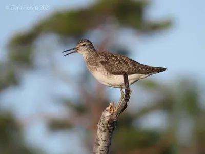 Картинки птицы Фифи: выбирайте лучшие фото