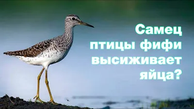 Самые яркие фотографии Фифи