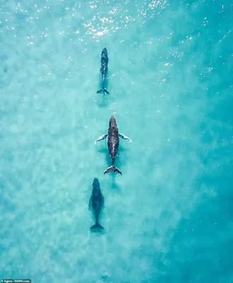 Великолепие морского мира: Кадры, вдохновленные Фильмом водный мир