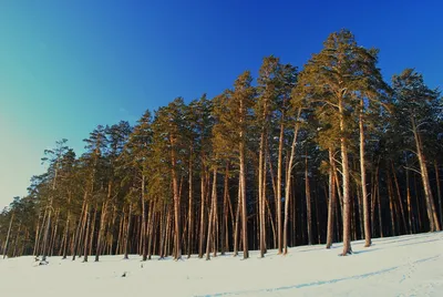 Новые изображения с снегом