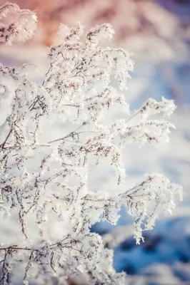 Фото снежного покрова в HD качестве