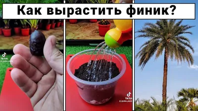 Скачать бесплатно рисунок Финикового дерева из косточки