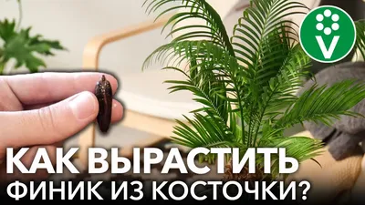 Скачать бесплатно фото Финикового дерева из косточки в хорошем качестве