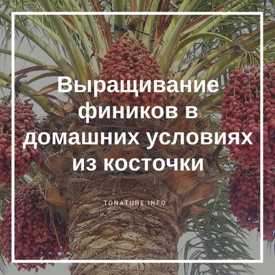 Финиковое дерево из косточки: символ изобилия и плодородия.