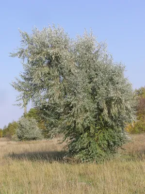 Финиковое дерево: картина природы, оживающая на вашем экране.