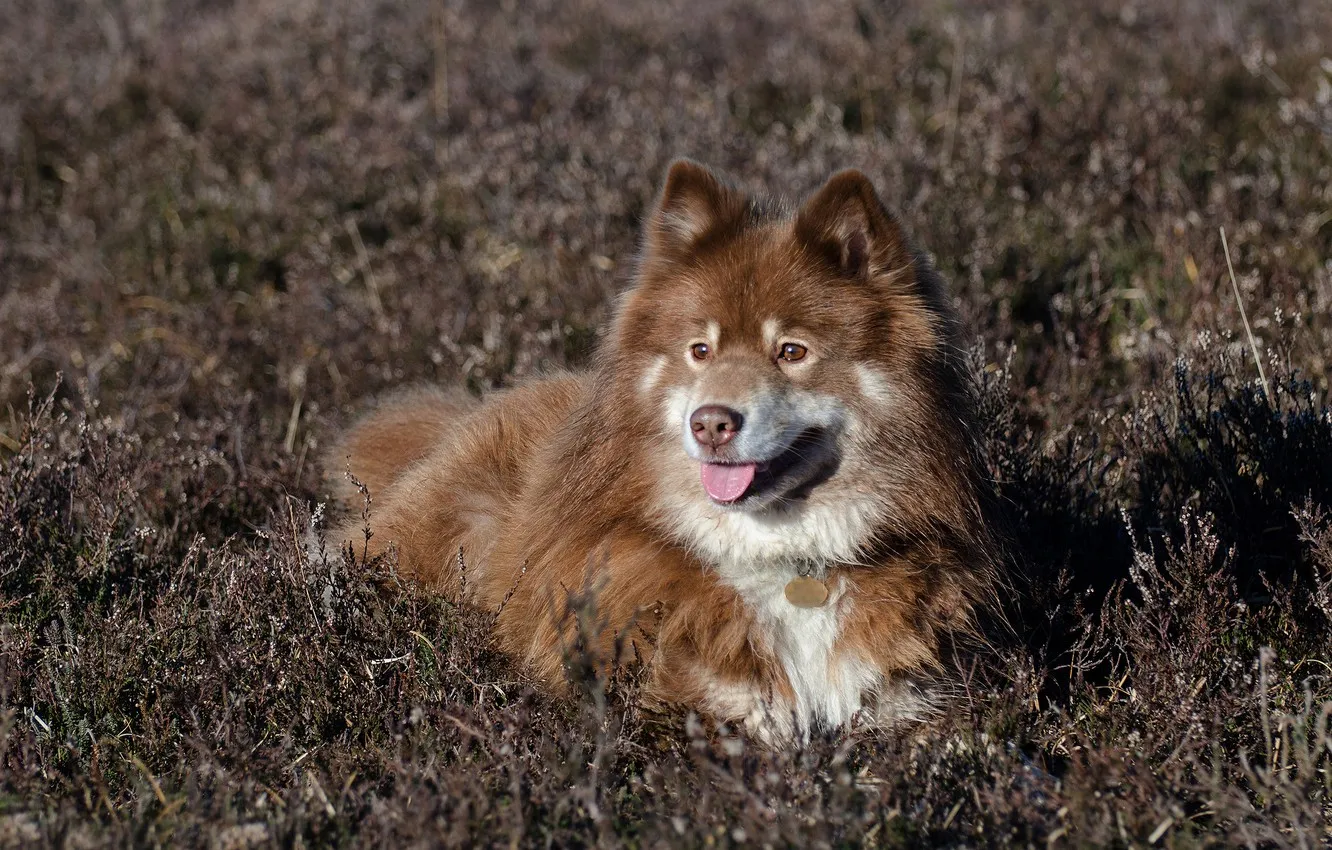 Финский лаппхунд фото