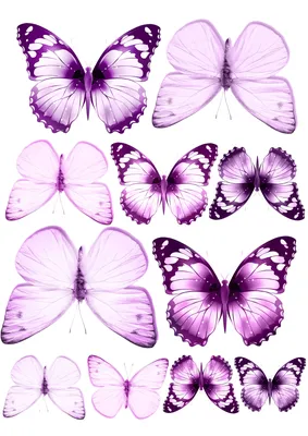 Фиолетовые бабочки в формате JPG для скачивания