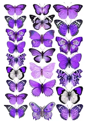 Фиолетовые бабочки - фотоальбом