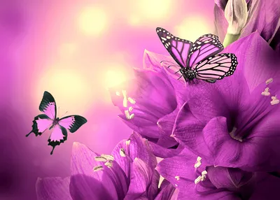 Фото коллекции фиолетовых бабочек скачать JPG
