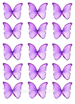 Фото фиолетовых бабочек на сайте