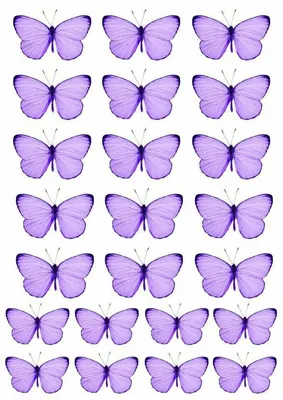 Фотография бабочек в фиолетовом цвете