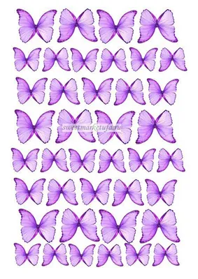 Фото прекрасных фиолетовых бабочек