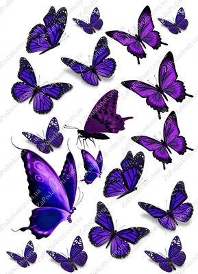 Изображение фиолетовых бабочек для скачивания