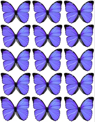 Фото фиолетовых бабочек с высоким разрешением