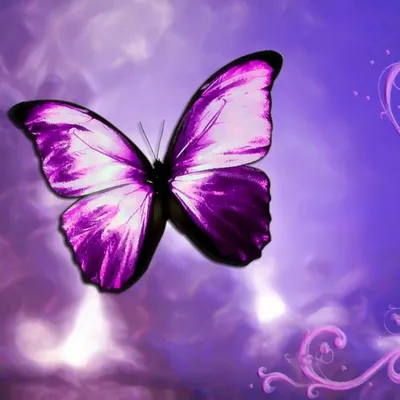 Картинка с фиолетовыми бабочками в HD качестве
