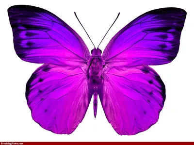 Фотография фиолетовых бабочек на фоне цветов